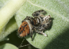 Phidippus clarus