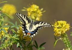 Papilio machaon oregonius