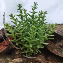 Sedastrum