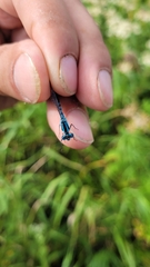 Enallagma circulatum