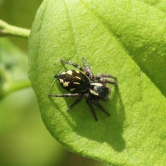 Carrhotus