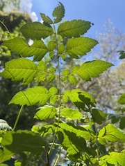 Koelreuteria bipinnata