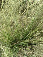 Poaceae