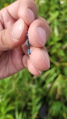 Enallagma circulatum