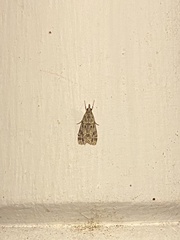 Eudonia heterosalis