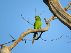 Psittacara leucophthalmus
