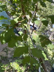 Koelreuteria bipinnata