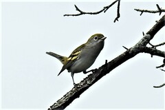 Setophaga pensylvanica