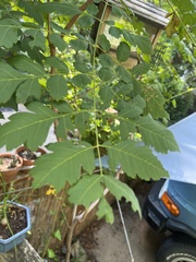 Koelreuteria bipinnata