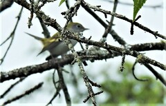 Setophaga pensylvanica