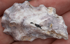 Ostreidae