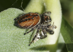 Phidippus clarus