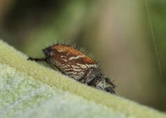Phidippus clarus