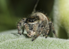 Phidippus clarus