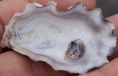 Ostreidae