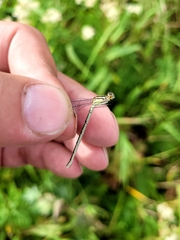 Enallagma circulatum