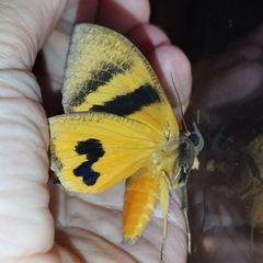 Eudocima serpentifera