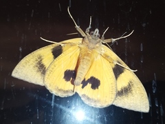 Eudocima serpentifera