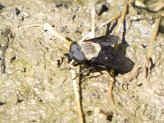 Tabanus punctifer