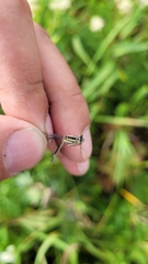 Enallagma circulatum