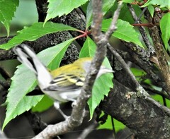 Setophaga pensylvanica