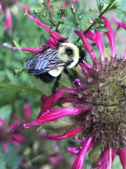 Bombus affinis