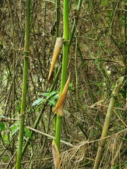 Bambusoideae