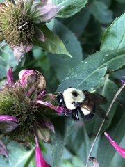 Bombus affinis