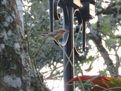 Campylorhynchus turdinus