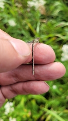 Enallagma circulatum