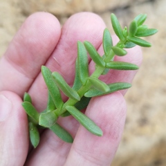 Sedastrum