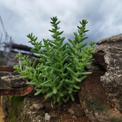 Sedastrum