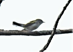 Setophaga pensylvanica