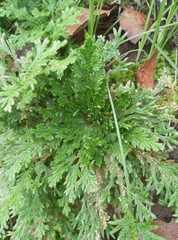 Selaginella lepidophylla