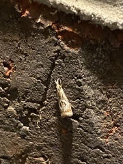 Microcrambus elegans