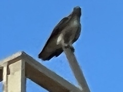 Buteo jamaicensis