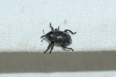Chalcodermus aeneus