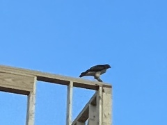 Buteo jamaicensis