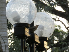 Campylorhynchus turdinus