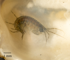 Amphipoda