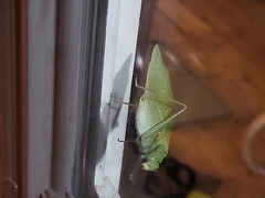 Microcentrum retinerve