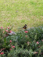 Acanthorhynchus tenuirostris