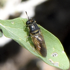 Hermetia subpellucida