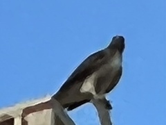 Buteo jamaicensis