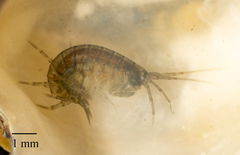 Amphipoda
