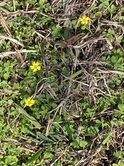 Oxalis exilis