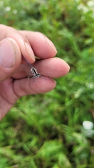 Enallagma circulatum