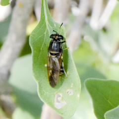 Hermetia subpellucida
