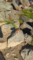 Callospermophilus lateralis