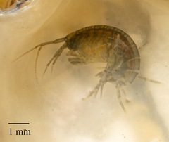 Amphipoda